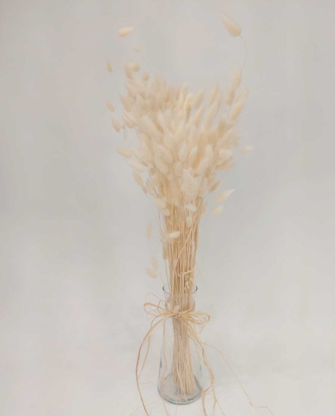 Dried White Lagurus Bunch