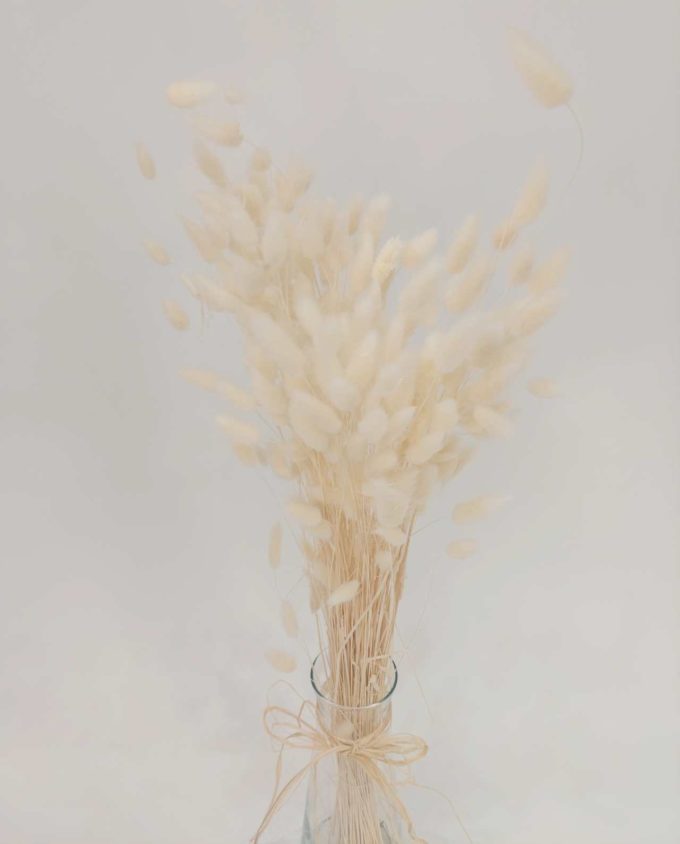 Dried White Lagurus Bunch