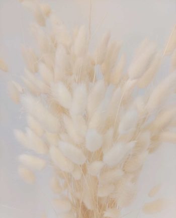 Dried White Lagurus Bunch