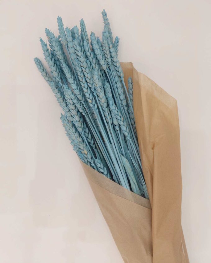 Dried Light Blue Wheat Bunch