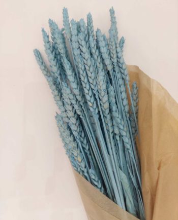 Dried Light Blue Wheat Bunch