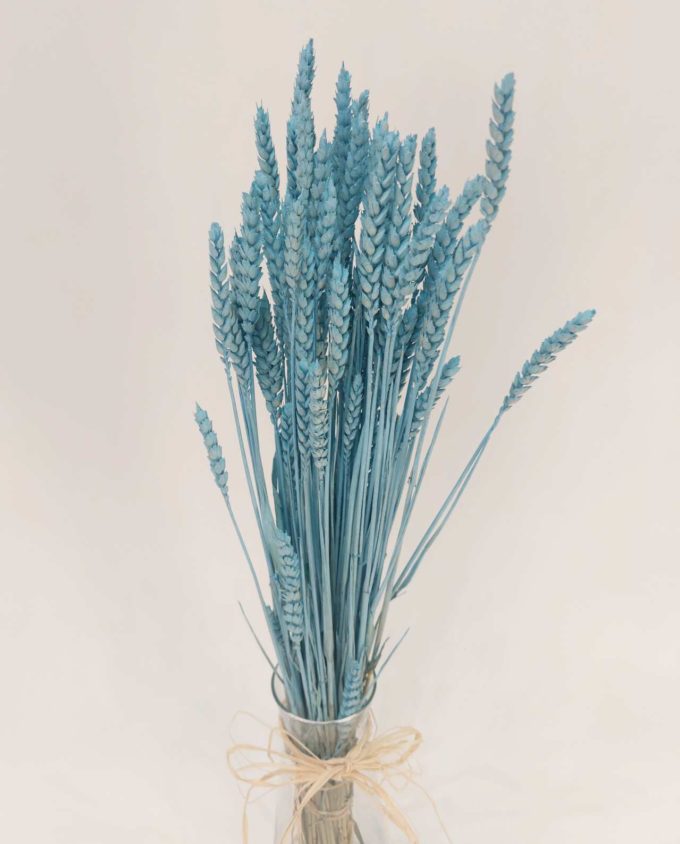 Dried Light Blue Wheat Bunch