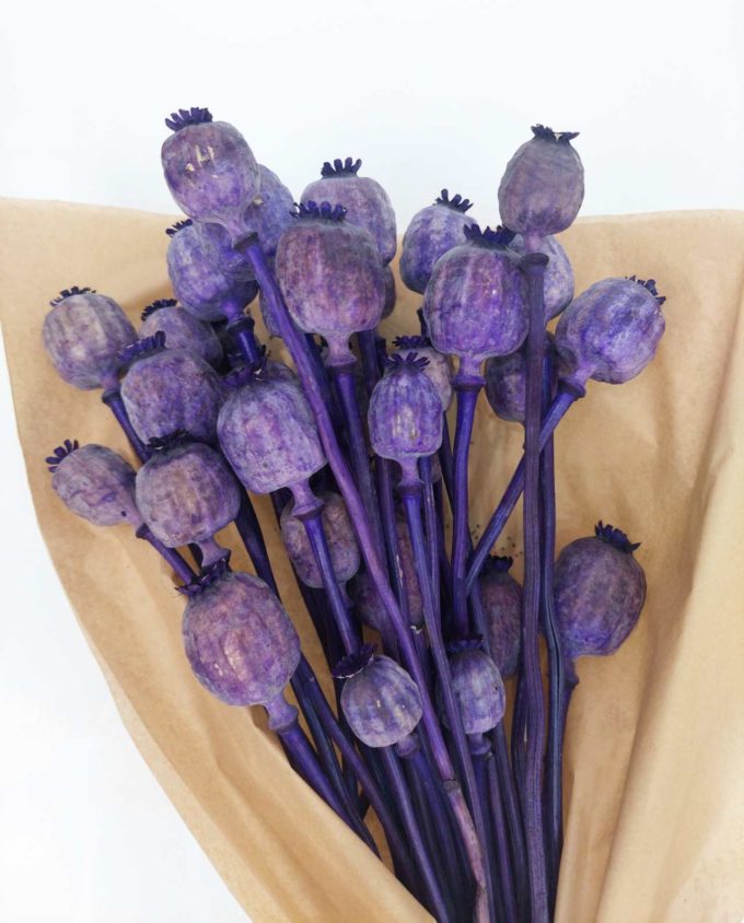 Dried Purple Papaver Bunch