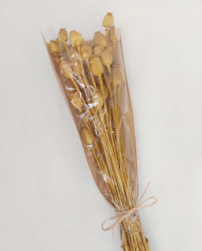 Dried Yellow Papaver Bunch