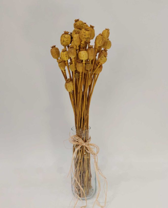 Dried Yellow Papaver Bunch