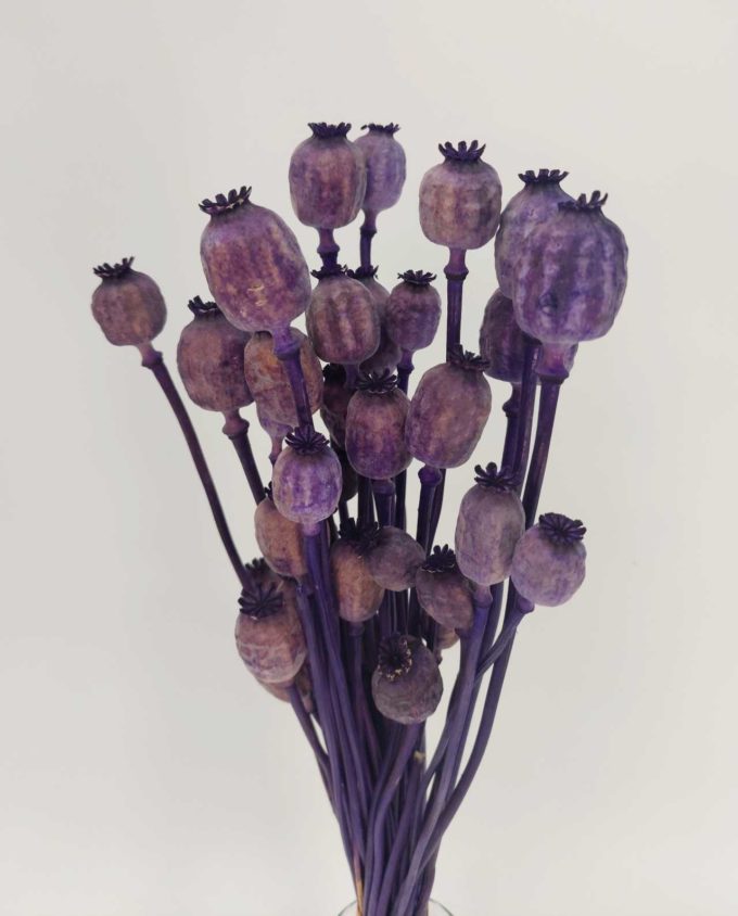 Dried Purple Papaver Bunch