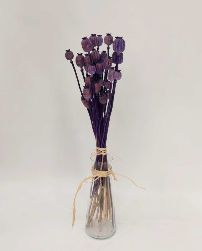 Dried Purple Papaver Bunch