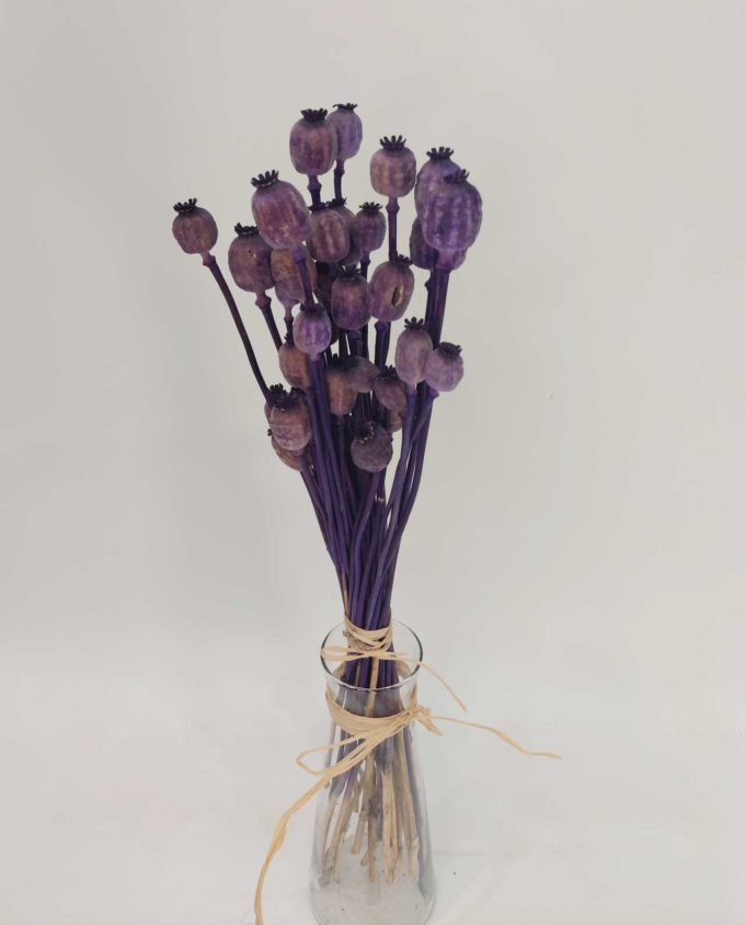 Dried Purple Papaver Bunch