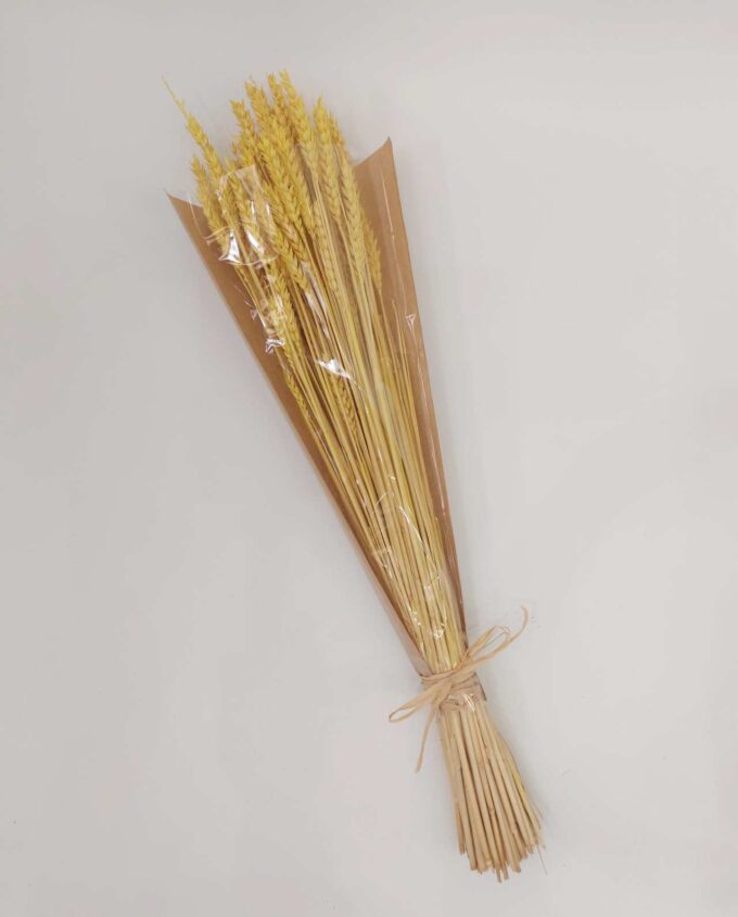 Dried Bright Yellow Wheat Bunch