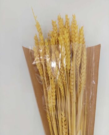 Dried Bright Yellow Wheat Bunch