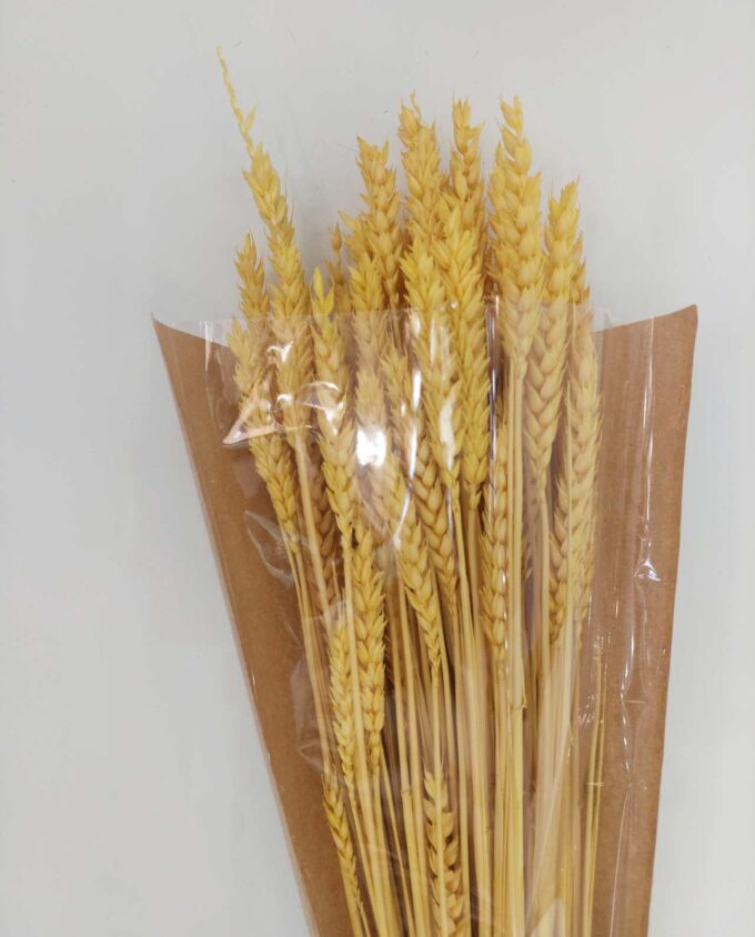 Dried Bright Yellow Wheat Bunch