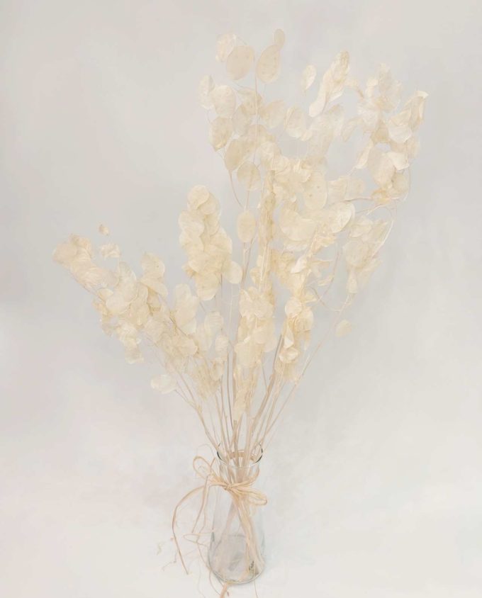 Lunaria Dried Bunch