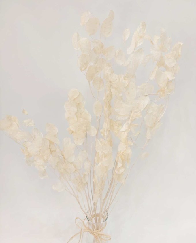 Lunaria Dried Bunch