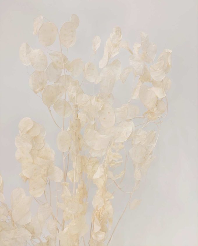 Lunaria Dried Bunch