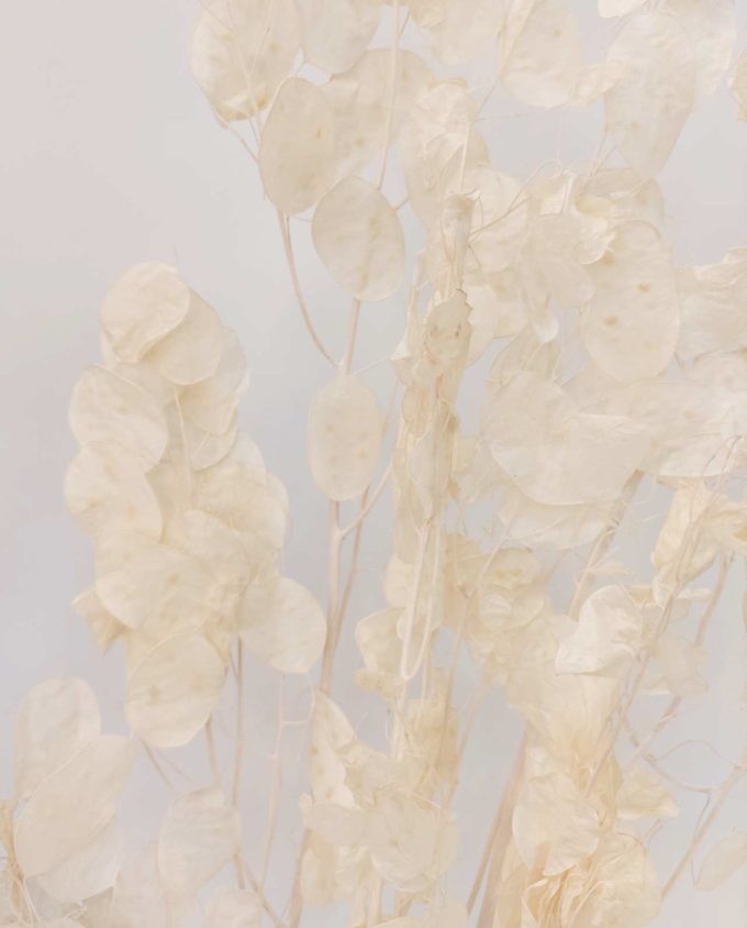 Lunaria Dried Bunch