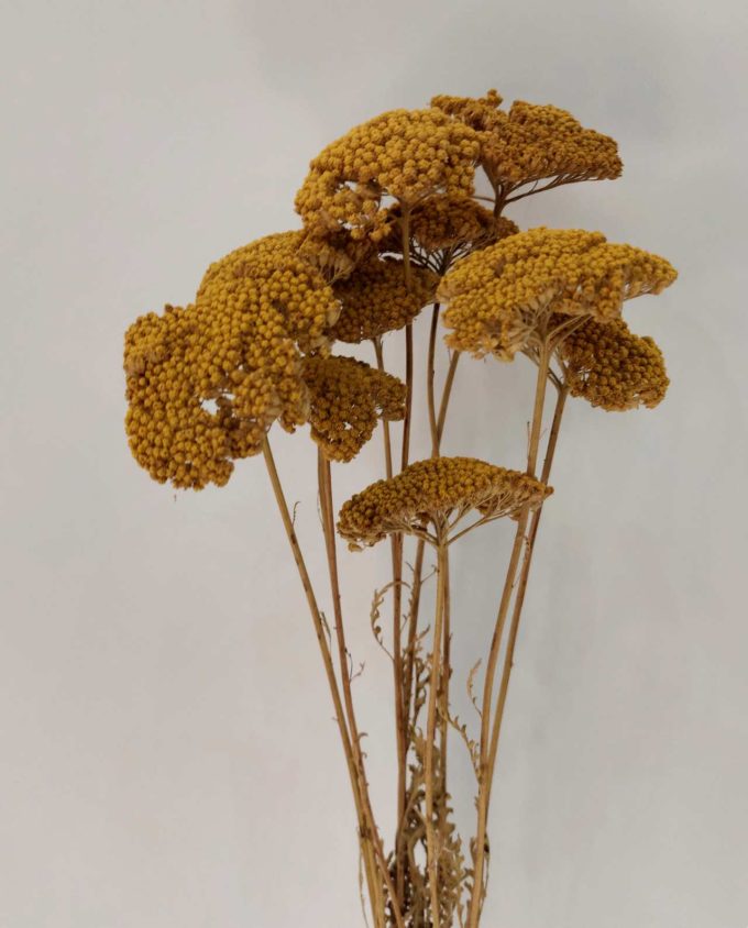 Dried Natural Achillea Bunch