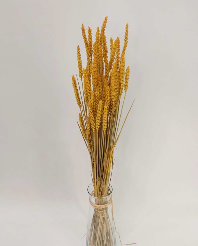 Dried Yellow Wheat Bunch