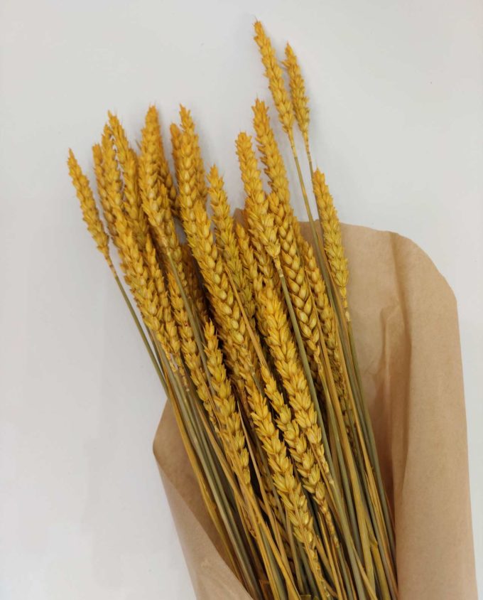 Dried Yellow Wheat Bunch