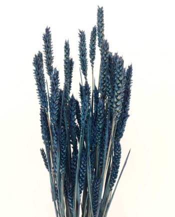 Dried Blue Wheat Bunch