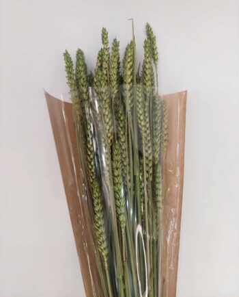 Dried Green Wheat Bunch