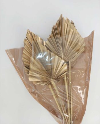 Dried Golden Palmspear Bunch 10 Pieces
