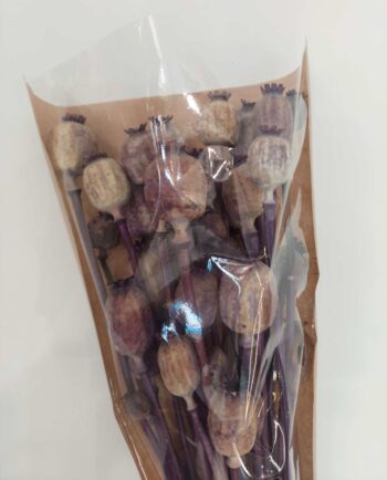 Dried Purple Papaver Bunch