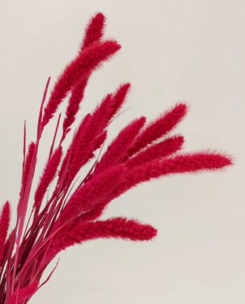 Dried Fuchsia Setaria Bunch
