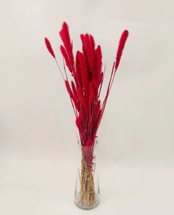 dried fuscia setaria bunch