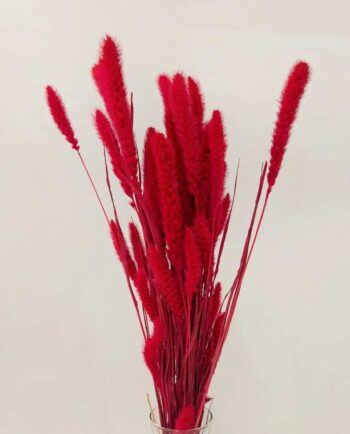 Dried Fuchsia Setaria Bunch