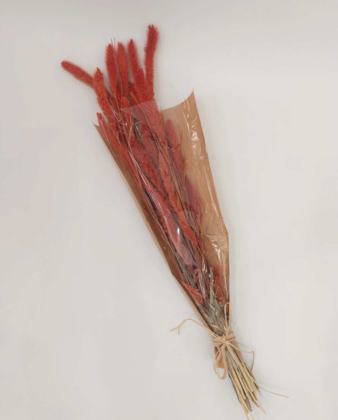 Dried Orange Setaria Bunch