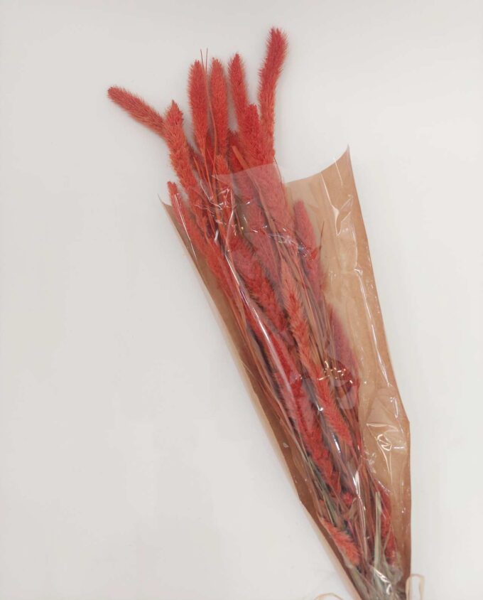 Dried Orange Setaria Bunch