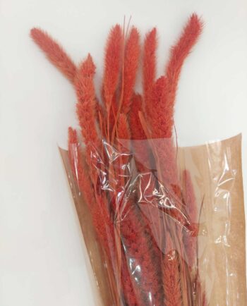 Dried Orange Setaria Bunch