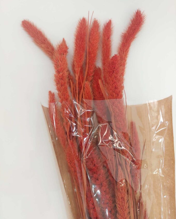 Dried Orange Setaria Bunch