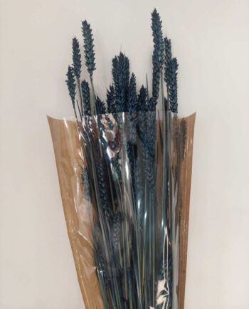 Dried Blue Wheat Bunch