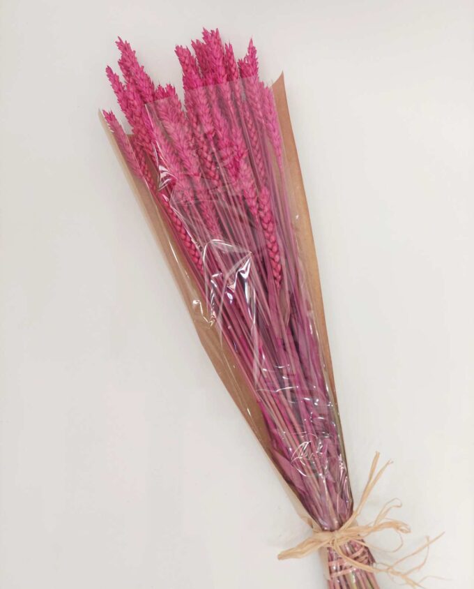 Dried Fuchsia Wheat Bunch