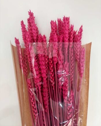 Dried Fuchsia Wheat Bunch