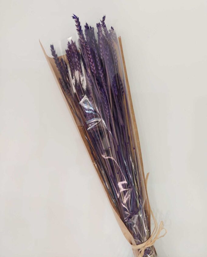 Dried Purple Wheat Bunch