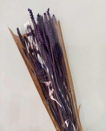 Dried Purple Wheat Bunch