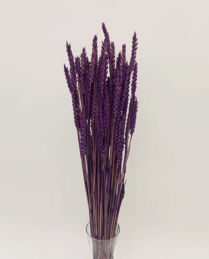 Dried Purple Wheat Bunch
