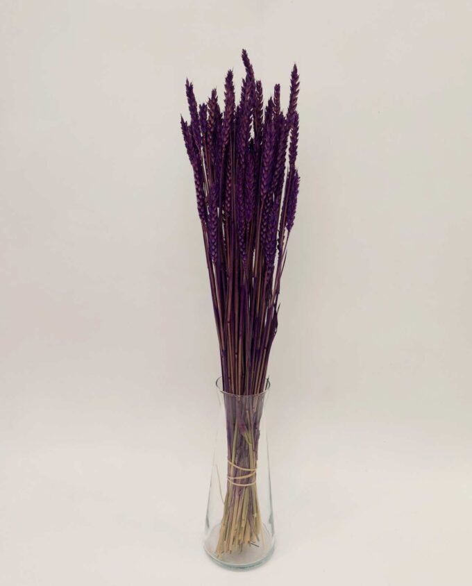 Dried Purple Wheat Bunch