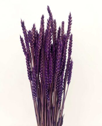Dried Purple Wheat Bunch