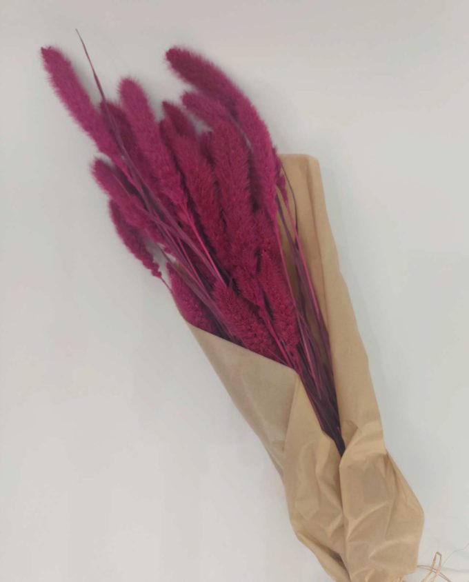 Dried Fuchsia Setaria Bunch