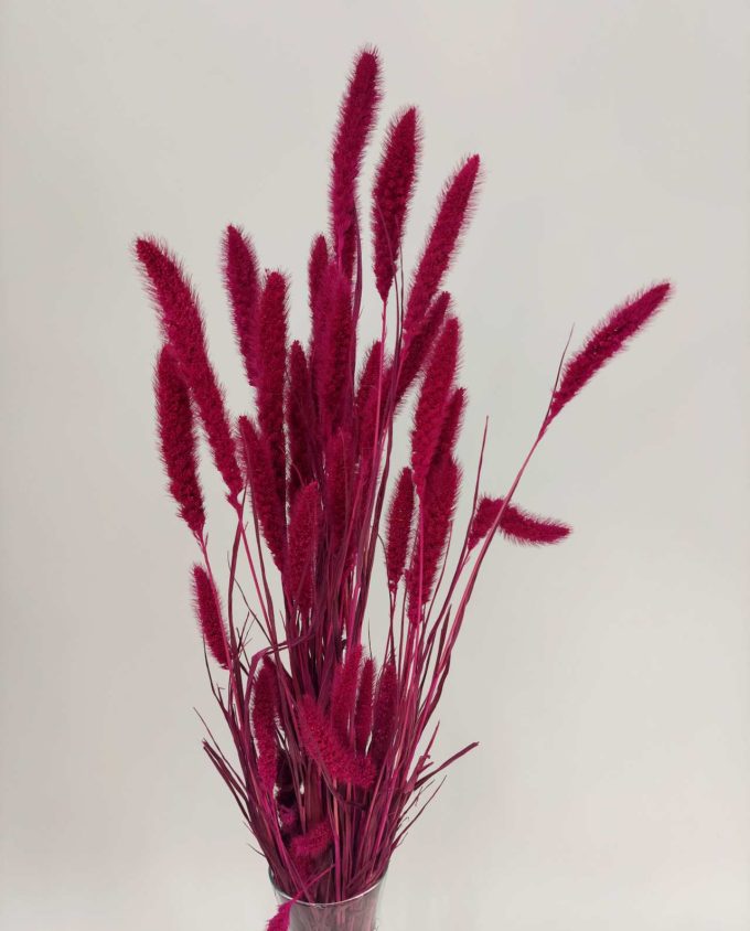 Dried Fuchsia Setaria Bunch