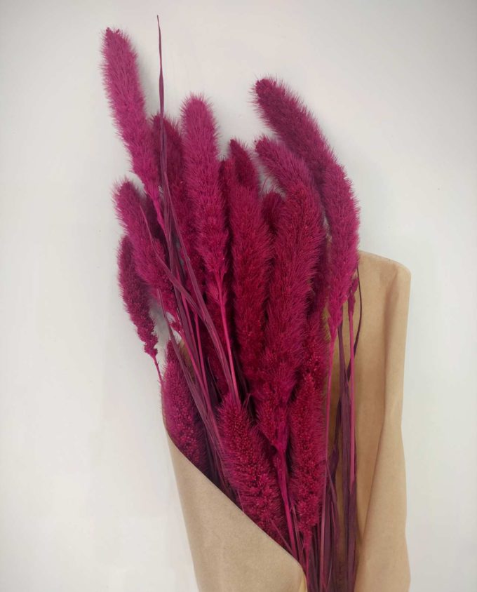 Dried Fuchsia Setaria Bunch