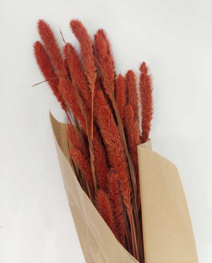 Dried Orange Setaria Bunch