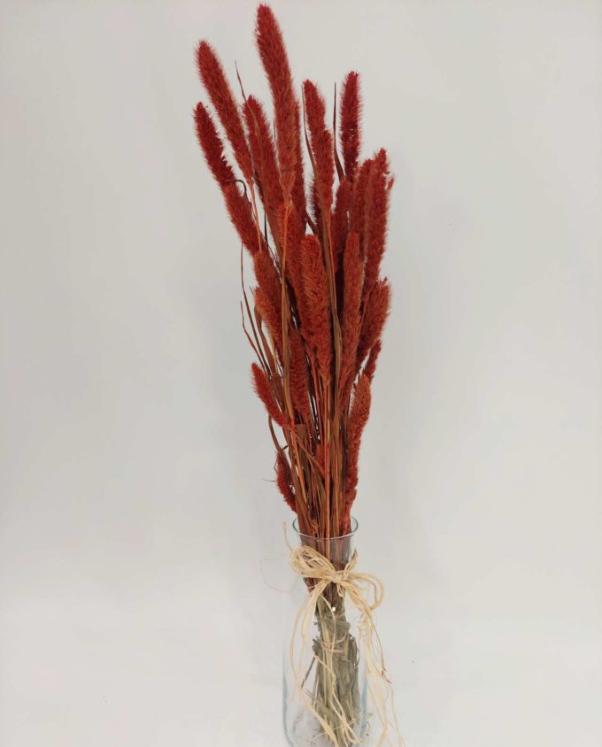 Dried Orange Setaria Bunch