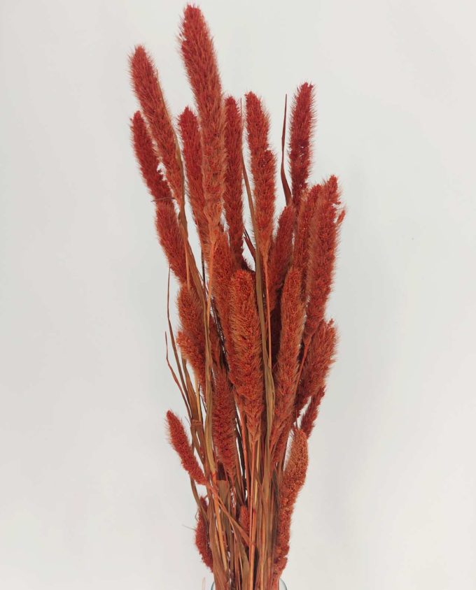 Dried Orange Setaria Bunch