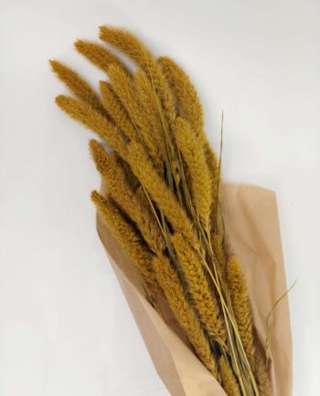Dried Yellow Setaria Bunch