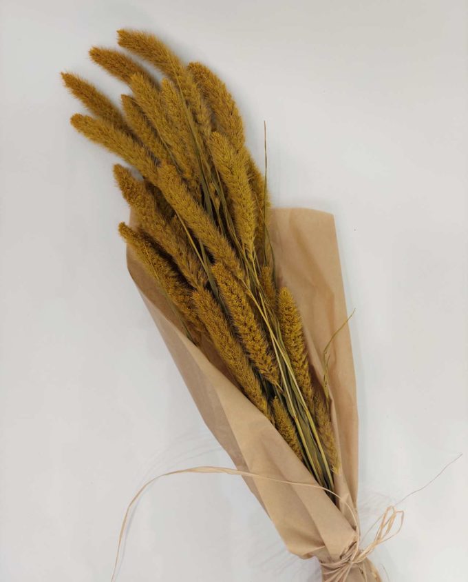 Dried Yellow Setaria Bunch