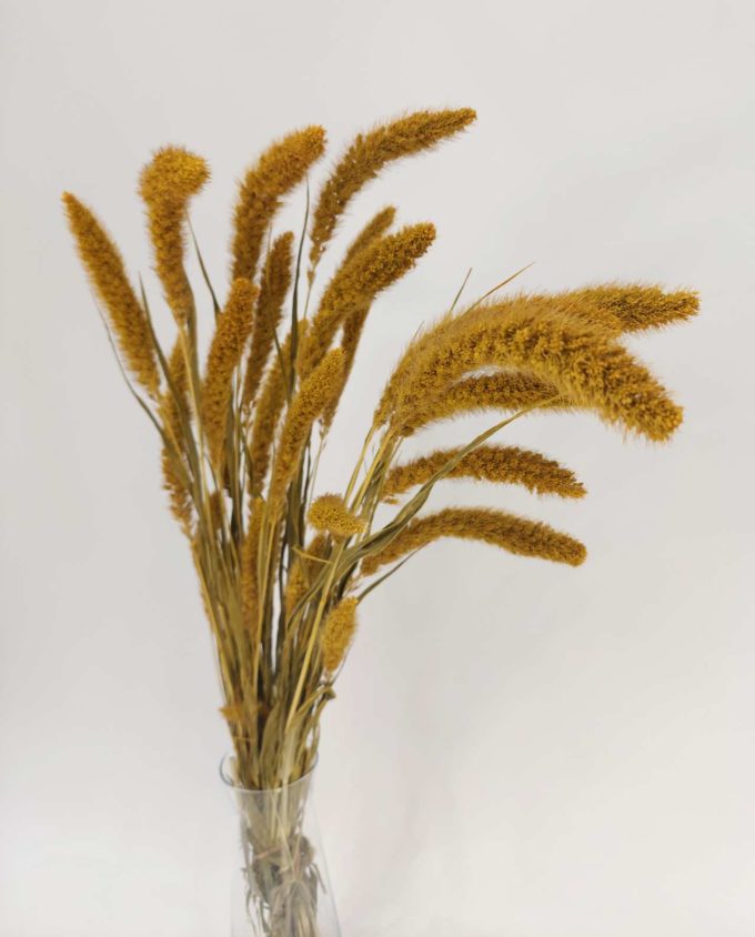 Dried Yellow Setaria Bunch